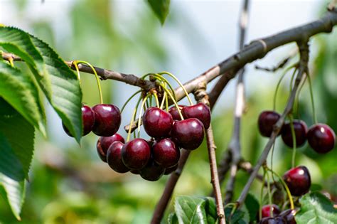 Discovering the Delightful Pleasures of Harvesting Cherries