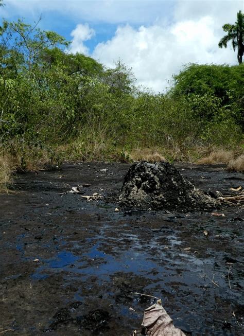 Discovering the Diverse Ecosystem of Tar Pits