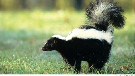 Discovering the Emotional Significance Behind a Skunk's Swift Movements in Your Dream