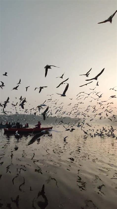 Discovering the Enchanting Songs and Calls of Exquisite Feathered Creatures