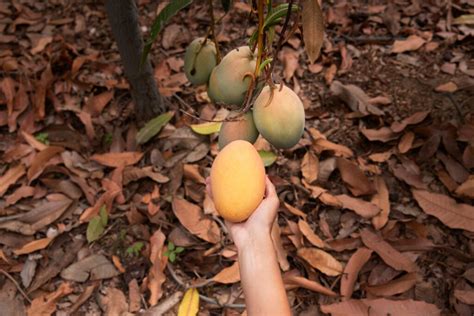 Discovering the Enchanting Universe of Mangoes