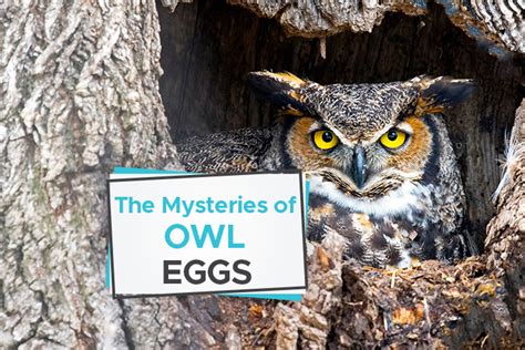 Discovering the Enigma of Owl Nesting Patterns