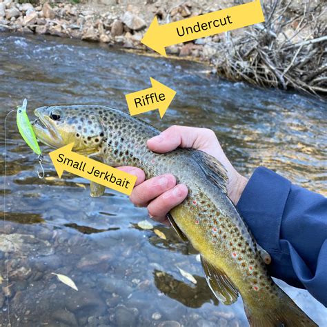 Discovering the Enigmatic Habitat of Trout: Unveiling the Secrets to Unearthing Your Ideal Fishing Locale