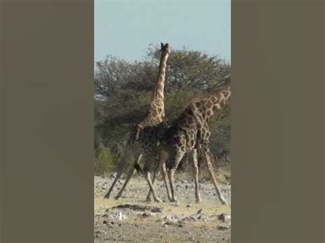 Discovering the Enigmatic Pale Giraffe: Embarking on a Mythical Expedition