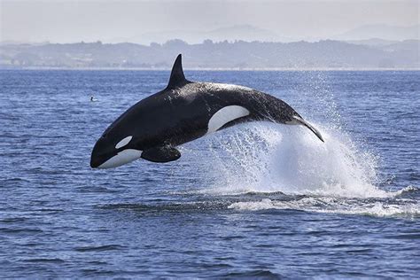 Discovering the Exceptional Qualities of Orcas: Unraveling Their Unparalleled Traits