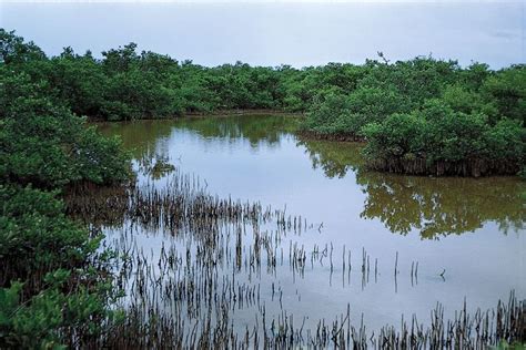 Discovering the Fascinating Biodiversity of Swamp Ecosystems