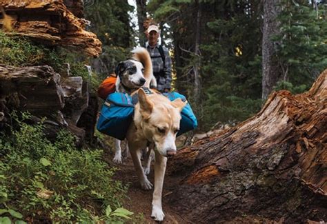 Discovering the Finest Pathways and Trails for Canine Exploration