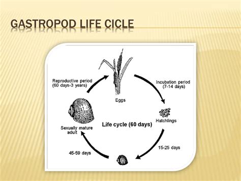 Discovering the Intriguing Life Cycle of Gastropods