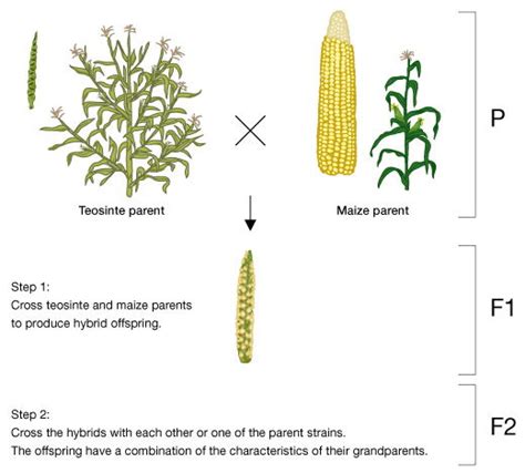 Discovering the Link between Maize Reveries and Personal Development