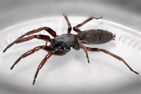 Discovering the Origins and Natural Habitat of the White Tail Spider