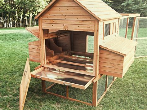 Discovering the Perfect Compact Poultry Companion for Your Home