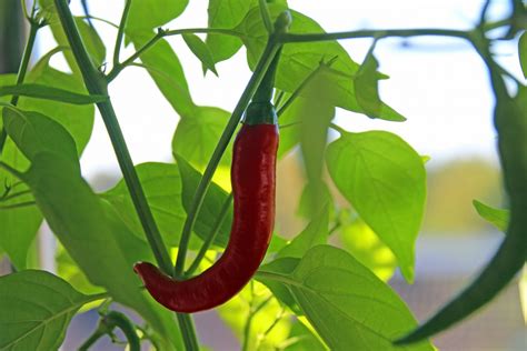 Discovering the Phenomenon of Dreaming About Fiery Capsicums