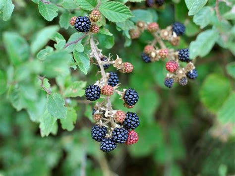 Discovering the Pleasures of Indentifying and Relishing Native Berries: A Novice's Handbook