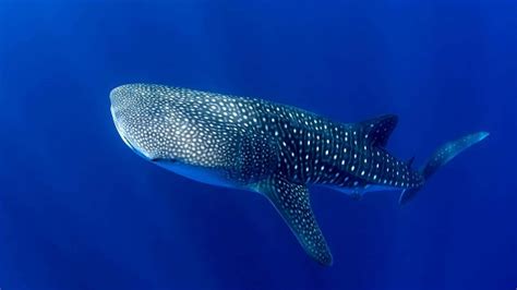 Discovering the Realm of the Majestic Whale Shark: A Graceful Titan of the Ocean