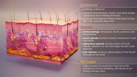 Discovering the Significance of Dermis Fantasies