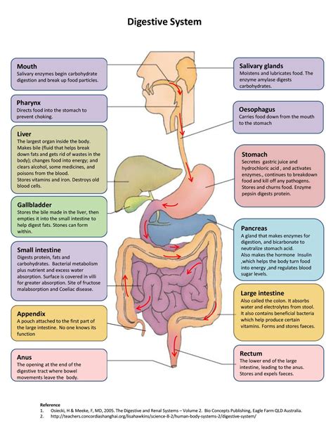 Discovering the Significance of a Well-Functioning Digestive System