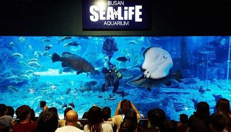 Discovering the Significance of an Enthralling Aquarium Experience