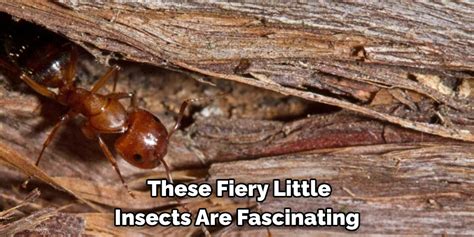 Discovering the Symbolic Meanings of Fiery Ants Nestled in Your Sleeping Sanctuary