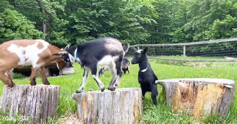 Discovering the Thrill of Goat Playtime