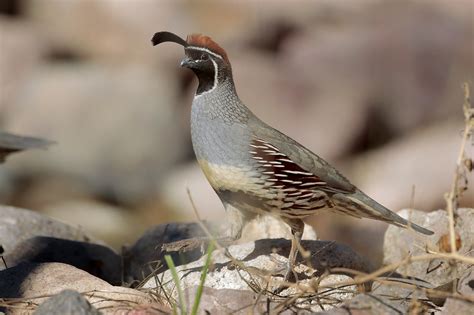 Discovering the Tranquility of White Quail Habitats