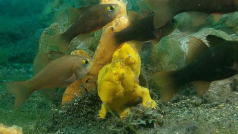 Discovering the Wonders of the Ocean