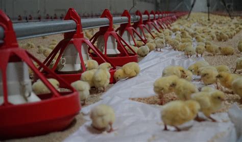 Dispelling Popular Myths and Misunderstandings Surrounding Poultry Ova