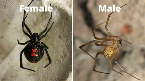 Distinctive Features: How Male Black Widows Differ from Females