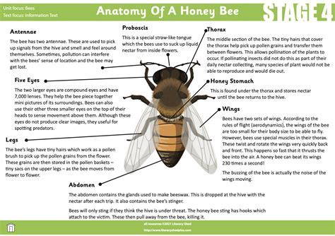 Distinctive Physical Attributes of Sofy Bee: Height and Figure