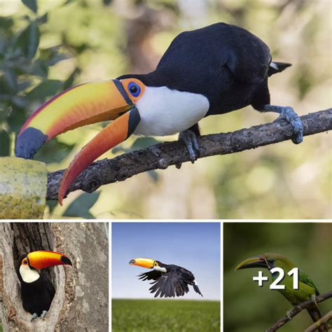 Distinctive Traits and Characteristics of the Captivating Rainbow Avian