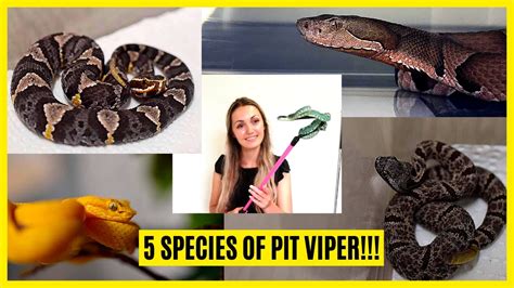 Dive Into the Diversity of Pit Viper Species