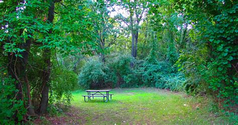 Dive into Serenity: The Art of Creating a Peaceful Picnic Spot