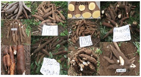 Dive into the Amazing Variety of Cassava Cultivars