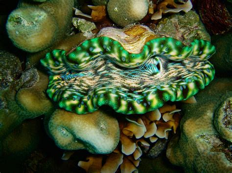 Dive into the Colorful World of the Giant Clam