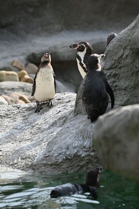 Dive into the Crystal Clear Ocean with Curious Penguins