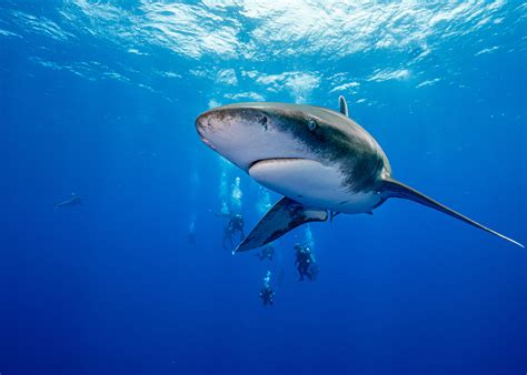 Dive into the Deep: Best Destinations for Shark Encounters