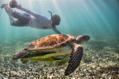 Dive into the Deep Blue: An Unforgettable Adventure with Ocean Turtles