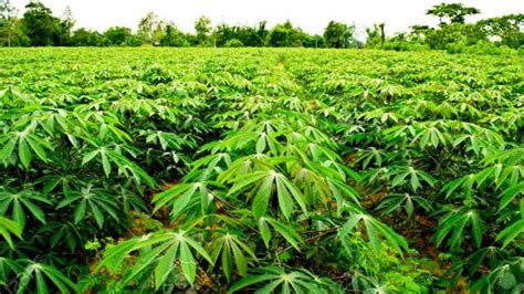 Dive into the Depths of Cassava Cultivation: A Sustainable Alternative for Small Farmers