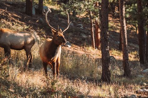 Dive into the Enchanting World of Elk: Untold Stories and Fascinating Facts