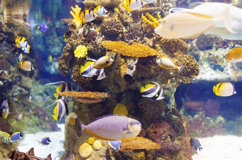 Dive into the Enchanting World of Marine Life