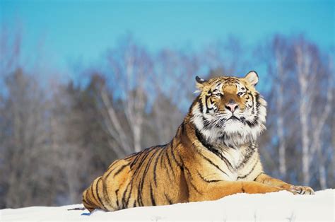 Dive into the Enchanting World of Siberian Tigers