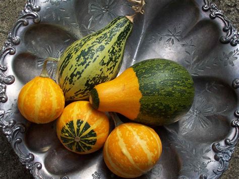 Dive into the Symbolism of Gourd in Various Cultures