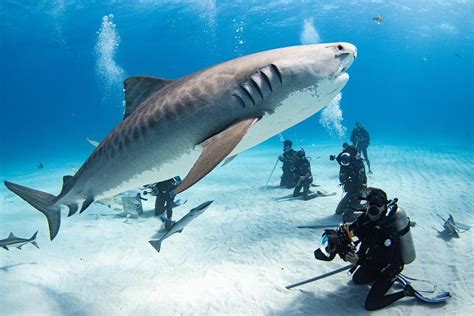 Dive with the Experts: Finding Reputable Shark Diving Tours