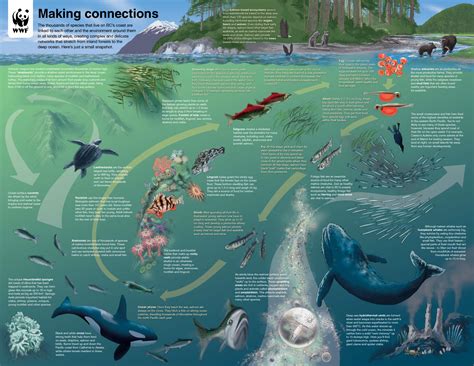 Diverse Explanations for Fantasizing About Extricating Marine Life