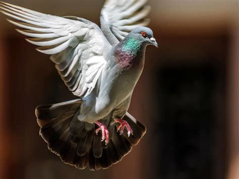 Diverse Meanings Associated with the Vision of a Pigeon in Your Sleeping Quarters