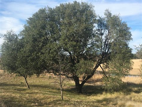 Diverse Perspectives on Dreaming About a Falling Mighty Oak