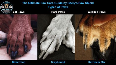 Diverse Species of Paws: An Illustrated Guide