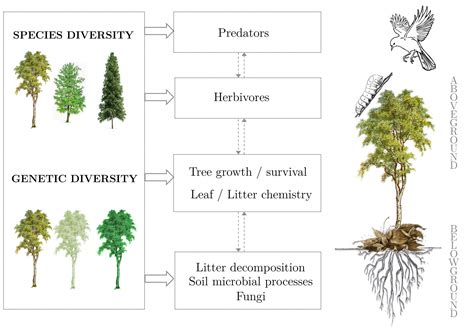 Diverse Tree Species: Enhancing Biodiversity in Forest Ecosystems