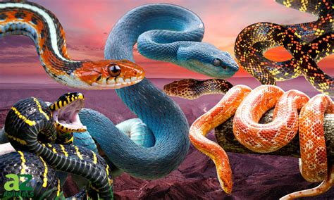 Diverse Varieties of Snake Dreams and Their Explications