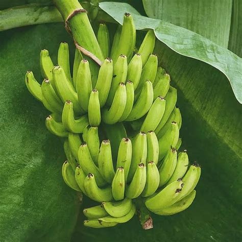 Diversity and Varieties: Exploring the World of Bananas