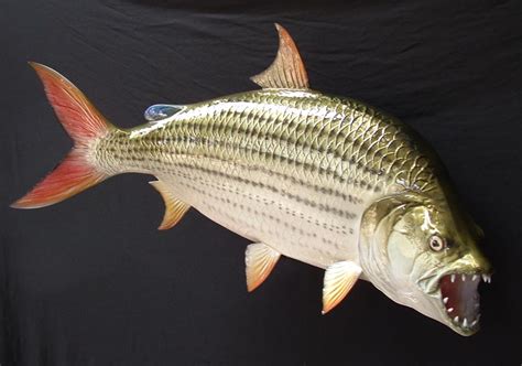 Diving Into the Cultural Meaning of Tiger Fish